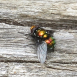 Rutilia (Ameniamima) sp. (genus & subgenus) at Namadgi National Park - 20 Nov 2023