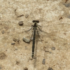 Austroargiolestes calcaris (Powdered Flatwing) at Namadgi National Park - 20 Nov 2023 by Christine