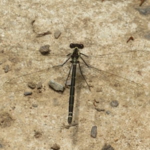 Austroargiolestes calcaris at Namadgi National Park - 20 Nov 2023