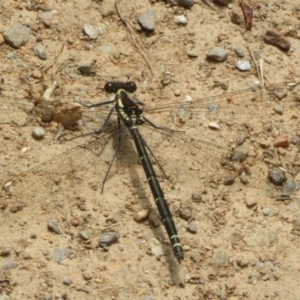 Austroargiolestes calcaris at Namadgi National Park - 20 Nov 2023