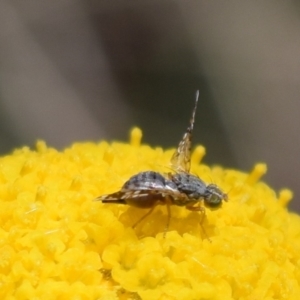 Austrotephritis poenia at Namadgi National Park - 19 Nov 2023