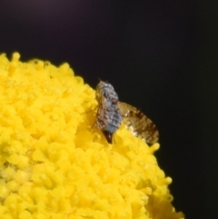 Austrotephritis poenia at Namadgi National Park - 19 Nov 2023