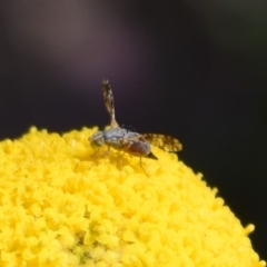 Austrotephritis poenia at Namadgi National Park - 19 Nov 2023