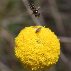 Craspedia sp. (Billy Buttons) at Namadgi National Park - 18 Nov 2023 by jmcleod