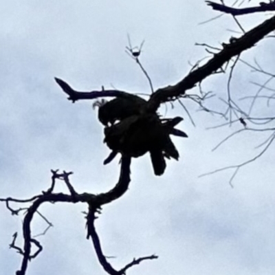 Callocephalon fimbriatum (Gang-gang Cockatoo) at Aranda, ACT - 20 Nov 2023 by lbradley