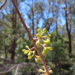 Eucalyptus fastigata at Tallaganda State Forest - 18 Nov 2023