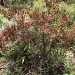 Leucopogon affinis at Tallaganda State Forest - 18 Nov 2023