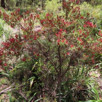 Leucopogon affinis (Lance Beard-heath) at Harolds Cross, NSW - 18 Nov 2023 by MatthewFrawley