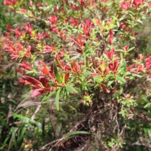 Leucopogon affinis at Tallaganda State Forest - 18 Nov 2023 12:13 PM