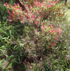 Leucopogon affinis at Tallaganda State Forest - 18 Nov 2023