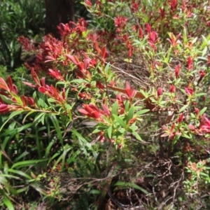 Leucopogon affinis at Tallaganda State Forest - 18 Nov 2023