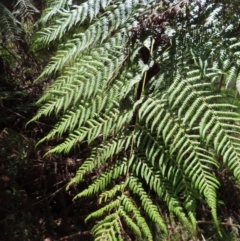 Cyathea australis subsp. australis at Tallaganda State Forest - 18 Nov 2023