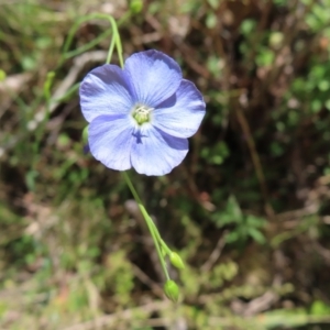 Linum marginale at QPRC LGA - 18 Nov 2023