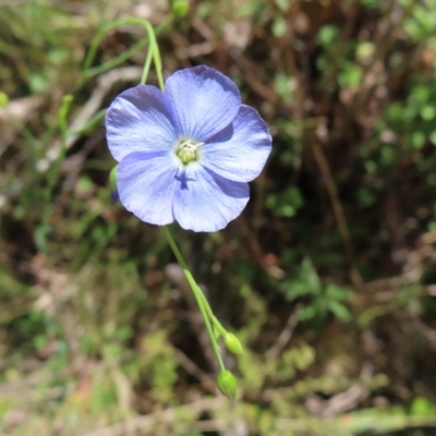 Linum marginale (Native Flax) at Harolds Cross, NSW - 18 Nov 2023 by MatthewFrawley