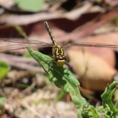 Austrogomphus guerini (Yellow-striped Hunter) at QPRC LGA - 18 Nov 2023 by MatthewFrawley