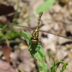 Austrogomphus guerini at QPRC LGA - 18 Nov 2023 12:55 PM