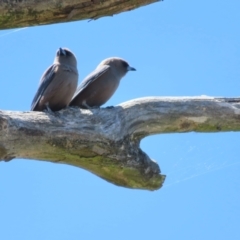 Artamus cyanopterus (Dusky Woodswallow) at Bendoura, NSW - 18 Nov 2023 by MatthewFrawley