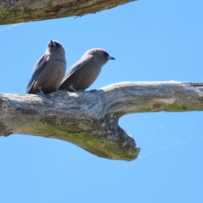 Artamus cyanopterus (Dusky Woodswallow) at Bendoura, NSW - 18 Nov 2023 by MatthewFrawley