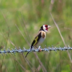 Carduelis carduelis (European Goldfinch) at Bendoura, NSW - 18 Nov 2023 by MatthewFrawley