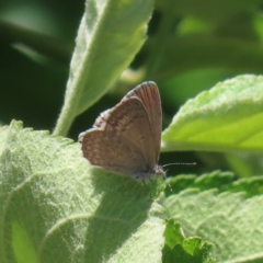 Zizina otis (Common Grass-Blue) at QPRC LGA - 18 Nov 2023 by MatthewFrawley