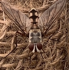 Senostoma sp. (genus) (A parasitoid tachinid fly) at Corrowong, NSW - 13 Nov 2023 by BlackFlat