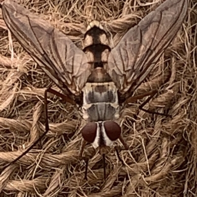 Senostoma sp. (genus) (A parasitoid tachinid fly) at Corrowong, NSW - 13 Nov 2023 by BlackFlat