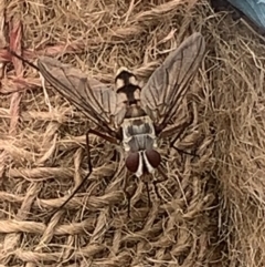 Senostoma sp. (genus) at Black Flat at Corrowong - 14 Nov 2023 10:27 AM