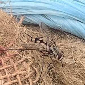 Senostoma sp. (genus) at Black Flat at Corrowong - 14 Nov 2023 10:27 AM