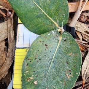 Eucalyptus globulus subsp. bicostata at Barton, ACT - 21 Nov 2023