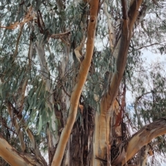 Eucalyptus globulus subsp. bicostata at Barton, ACT - 21 Nov 2023 12:12 PM