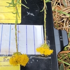 Rutidosis leptorhynchoides (Button Wrinklewort) at Saint Mark's Grassland, Barton - 21 Nov 2023 by Steve818