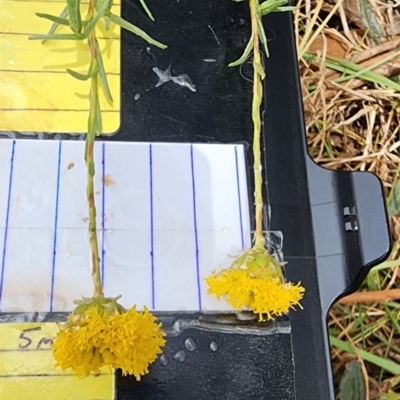 Rutidosis leptorhynchoides (Button Wrinklewort) at Barton, ACT - 21 Nov 2023 by Steve818