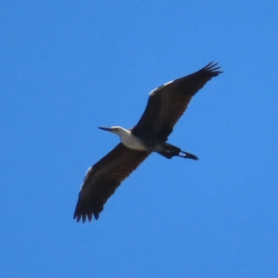 Ardea pacifica (White-necked Heron) at Bendoura, NSW - 18 Nov 2023 by MatthewFrawley