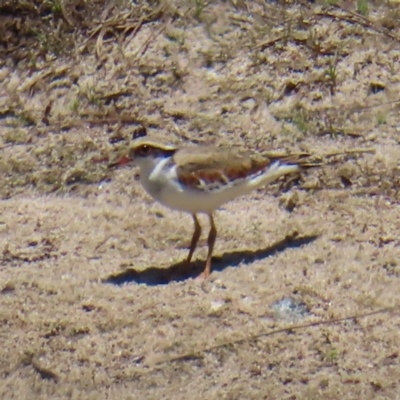 Charadrius melanops (Black-fronted Dotterel) at Bendoura, NSW - 18 Nov 2023 by MatthewFrawley