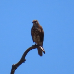 Falco berigora (Brown Falcon) at Bendoura, NSW - 18 Nov 2023 by MatthewFrawley