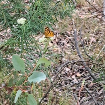 Heteronympha merope (Common Brown Butterfly) at Taylor Offset (TLR) - 20 Nov 2023 by mikekl23