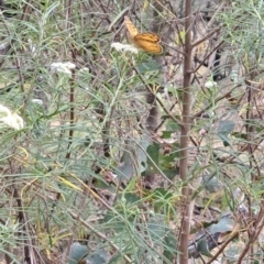 Heteronympha merope at Taylor Offset (TLR) - 21 Nov 2023