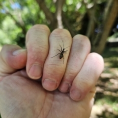 Pristhesancus plagipennis at QPRC LGA - 19 Nov 2023 11:35 AM