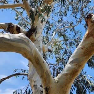 Eucalyptus pauciflora subsp. pauciflora at Barton, ACT - 21 Nov 2023 12:50 PM