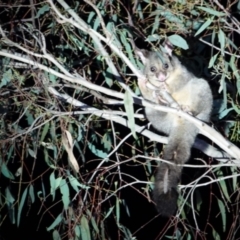 Trichosurus vulpecula (Common Brushtail Possum) at Padman/Mates Park - 17 Nov 2023 by AlburyCityEnviros