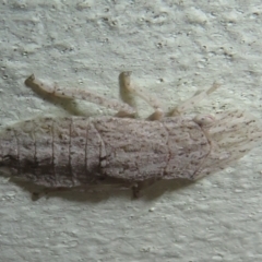 Ledromorpha planirostris (A leafhopper) at Flynn, ACT - 14 Nov 2023 by Christine