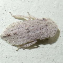 Ledromorpha planirostris at Flynn, ACT - 15 Nov 2023