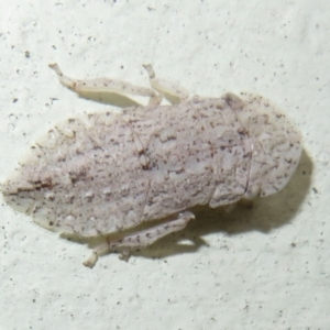 Ledromorpha planirostris at Flynn, ACT - 15 Nov 2023