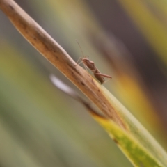 Alydidae (family) (A broad-headed bug) at Lyons, ACT - 20 Nov 2023 by ran452