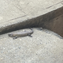 Egernia cunninghami (Cunningham's Skink) at QPRC LGA - 21 Nov 2023 by Anitra