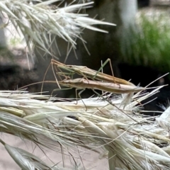 Hamedius incarnatus (Broad-headed Bug) at Pialligo, ACT - 20 Nov 2023 by KMcCue