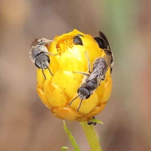 Lasioglossum (Chilalictus) lanarium at Dryandra St Woodland - 21 Nov 2023