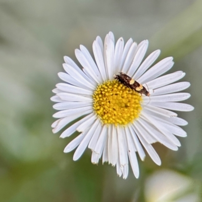 Glyphipterix chrysoplanetis (A Sedge Moth) at Aranda, ACT - 19 Nov 2023 by KMcCue