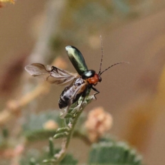 Adoxia benallae (Leaf beetle) at Dryandra St Woodland - 21 Nov 2023 by ConBoekel