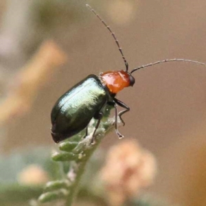 Adoxia benallae at Dryandra St Woodland - 21 Nov 2023